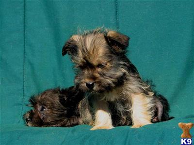 Mixed Breed Puppies for Sale