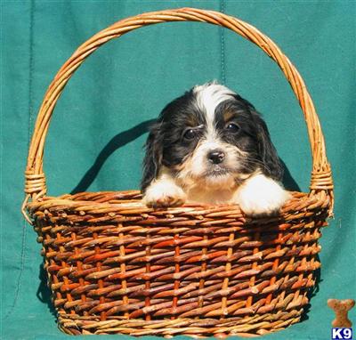 Mixed Breed Puppies for Sale