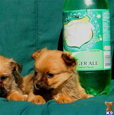 Mixed Breed Puppies for Sale