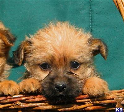Mixed Breed Puppies for Sale