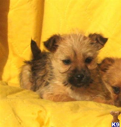 Mixed Breed Puppies for Sale