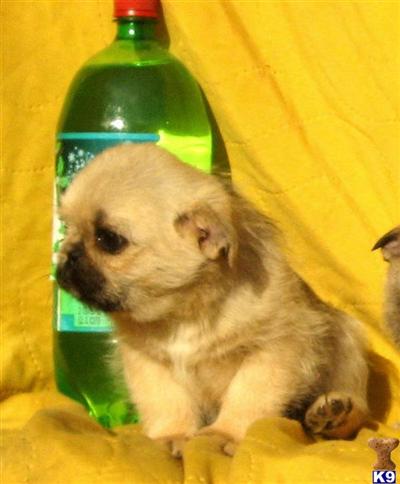 Mixed Breed Puppies for Sale