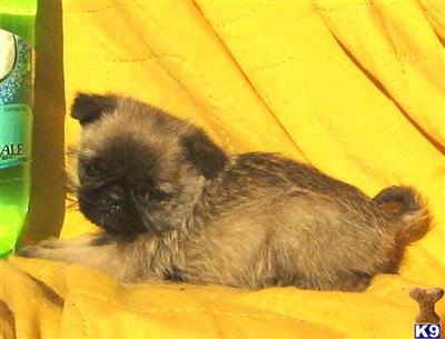 Mixed Breed Puppies for Sale