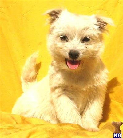 Mixed Breed Puppies for Sale
