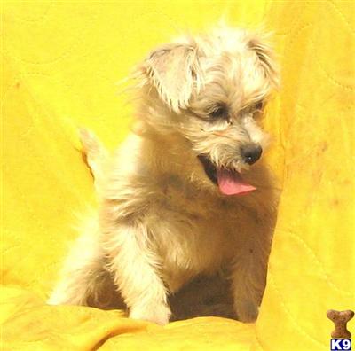 Mixed Breed Puppies for Sale