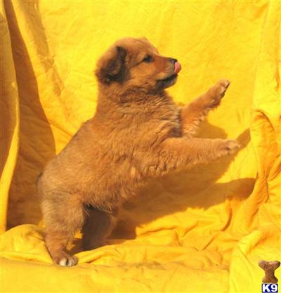 Mixed Breed Puppies for Sale