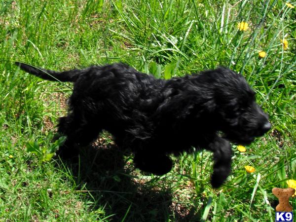 labradoodles puppies for sale. Labradoodle Puppies in SC