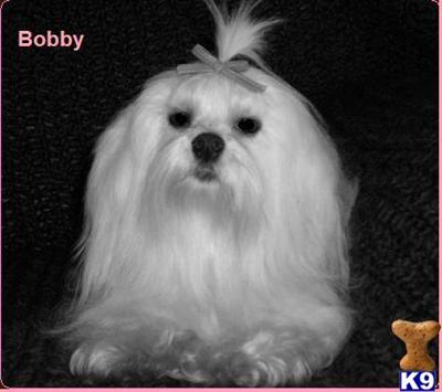 Stud Dogs - Maltese