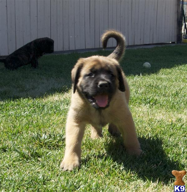 Mastiff Puppies in CA