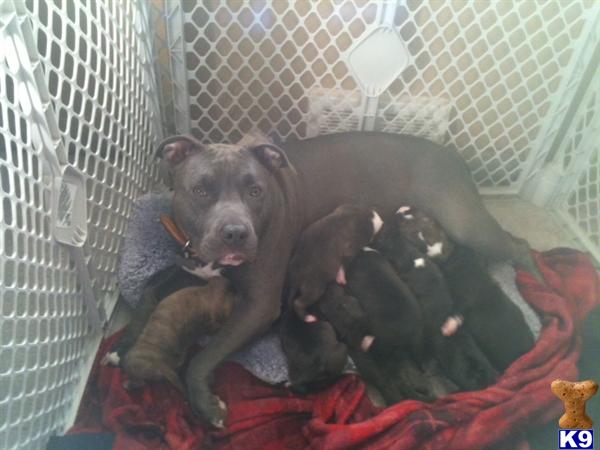 Puppies in Philadelphia