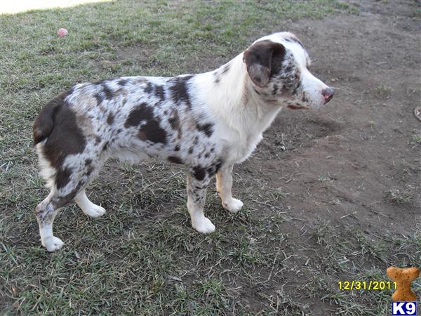 Stud Dogs - Australian Shepherd