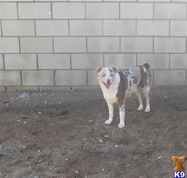 Dogs for Sale in CA