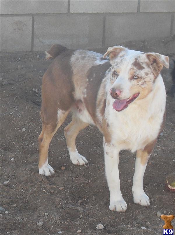 Stud Dogs - Australian Shepherd