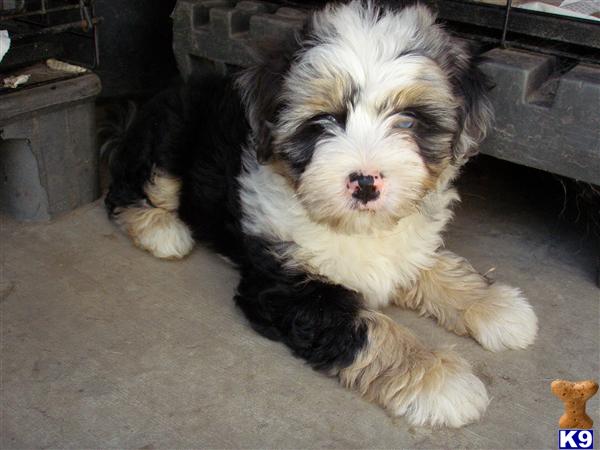 Puppies in Chino hills