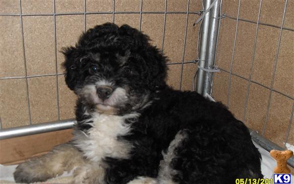Puppies in Chino hills