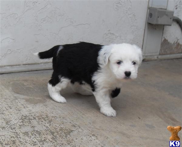 Puppies in Chino hills