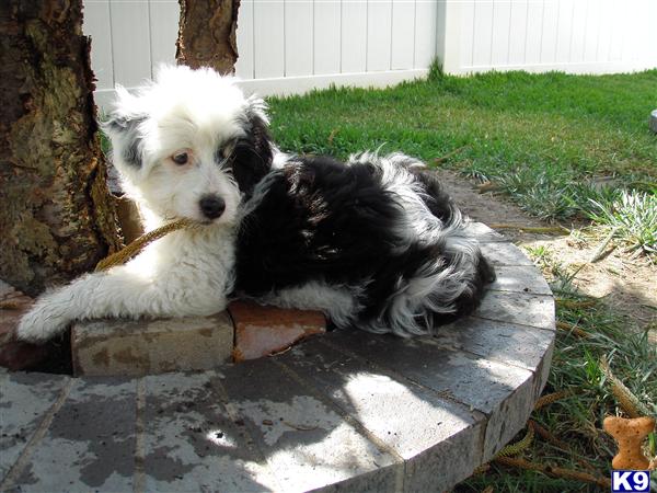 Puppies in Chino hills