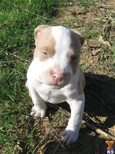 Puppies in CA