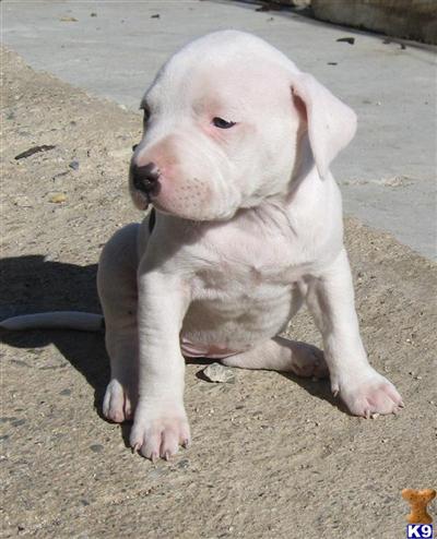 Puppies in Mira loma