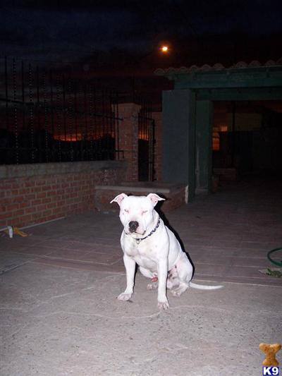 Stud Dogs in CA