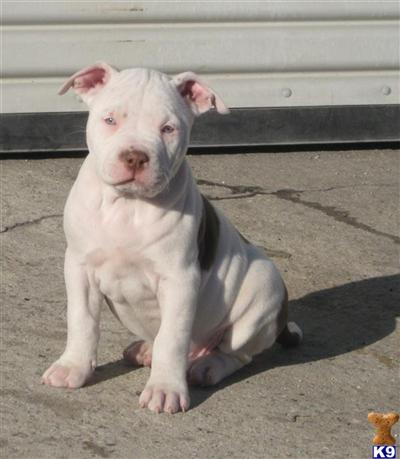Puppies in CA