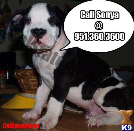 Puppies in Mira loma