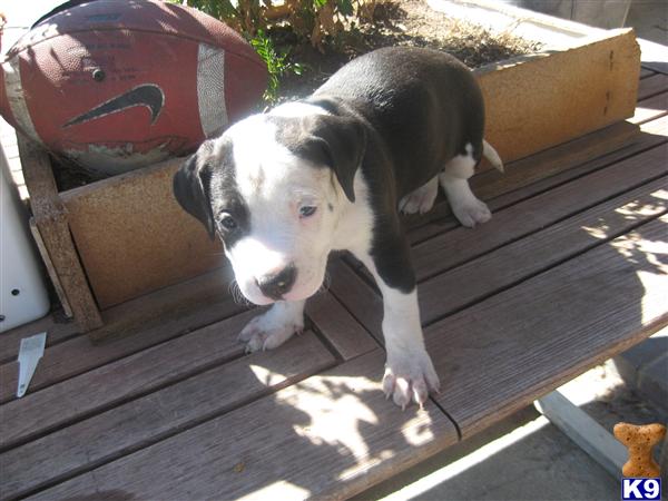 Puppies in Mira loma
