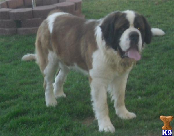 Stud Dogs in WY