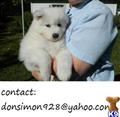 Samoyed