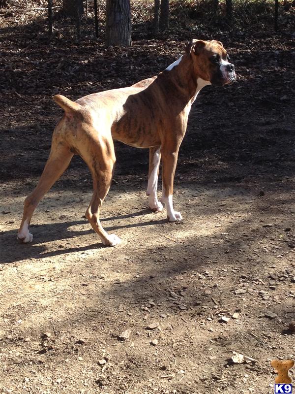 Stud Dogs - Boxer
