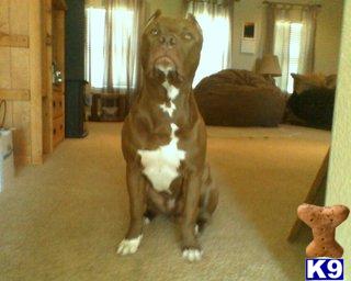 Stud Dogs in NV