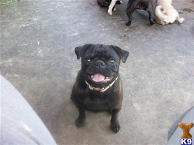 Puppies for Sale