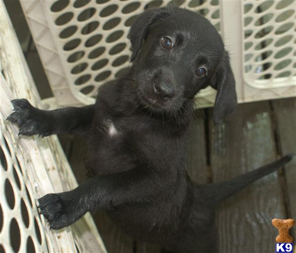 labradoodle puppies for sale. Labradoodle Puppies in NJ