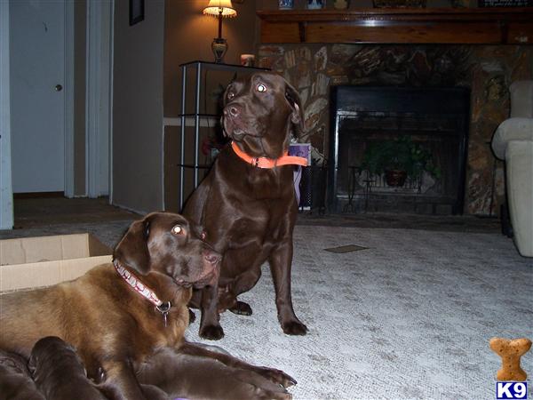 Stud Dogs in SC