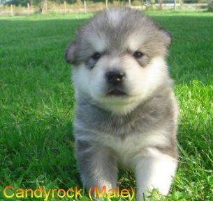 Alaskan Malamute Puppies in OH