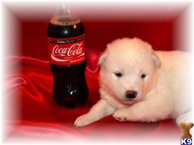 Alaskan Malamute Puppies in OH