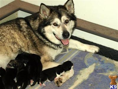 Alaskan Malamute Puppies in OH
