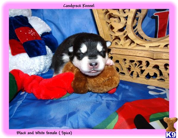 Puppies in Berlin heights
