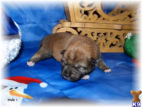 Puppies in Berlin heights