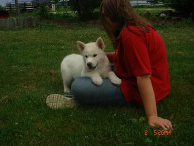 Alaskan Malamute Puppies in OH