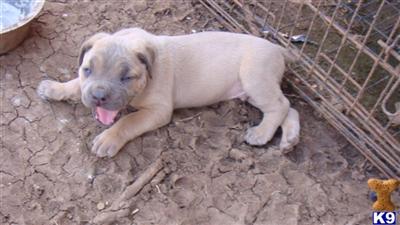 Puppies in Shreveport