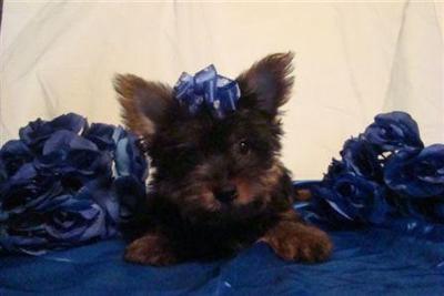 Puppies in Antlers
