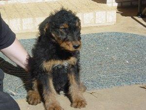 Airedale Terrier Puppies in OK