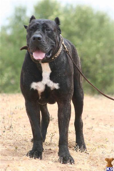 Presa Canario Puppies for Sale