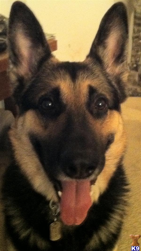 Stud Dogs in OK