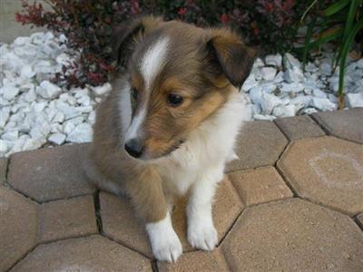 Shetland Sheepdog Puppies for Sale