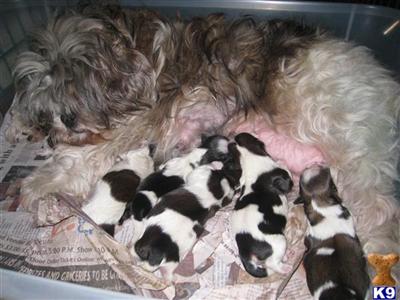 teacup shih tzu puppies for sale in alabama teacup shih tzu puppies for sale in teacup shih tzu puppies for sale in alabama teacup shih tzu puppies for sale in