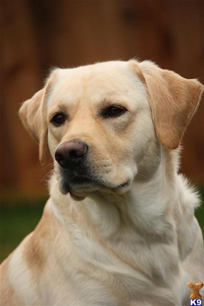 Stud Dogs - Labrador Retriever