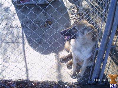 Dogs for Sale in NC