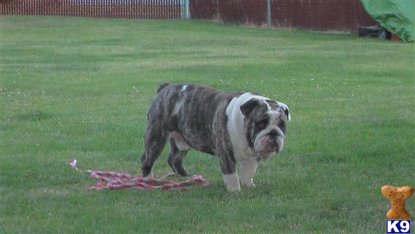 Stud Dogs in WA